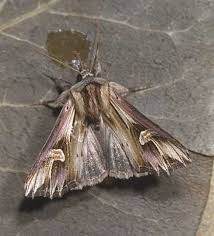 Attēlu rezultāti vaicājumam “Actinotia polyodon”