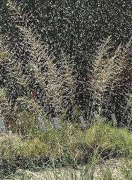 Attēlu rezultāti vaicājumam “Schistidium robustum sporophyte”