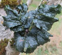 Attēlu rezultāti vaicājumam “Fraxinus excelsior Pendula bud”