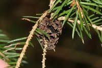 Attēlu rezultāti vaicājumam “Sacchiphantes abietis”