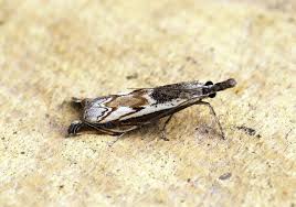 Attēlu rezultāti vaicājumam “Platytes alpinella”