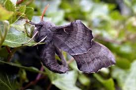 Attēlu rezultāti vaicājumam “Laothoe populi imago”