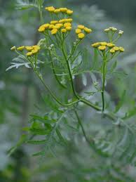 Attēlu rezultāti vaicājumam “Tanacetum vulgare flower”