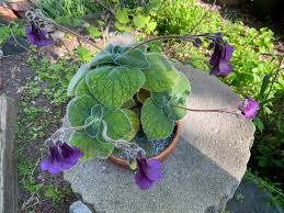 Image result for Sinningia