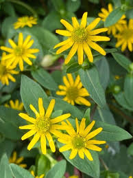 Image result for Sanvitalia procumbens