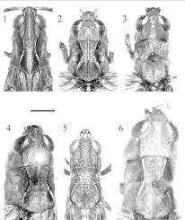 Attēlu rezultāti vaicājumam “Chortippus sp.”