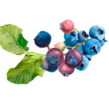 Attēlu rezultāti vaicājumam “Vaccinium myrtillus fruit”