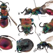 Attēlu rezultāti vaicājumam “Hedychrum sp.”