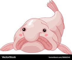 Image result for blobfish