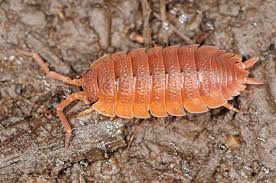 Attēlu rezultāti vaicājumam “Porcellio scaber”