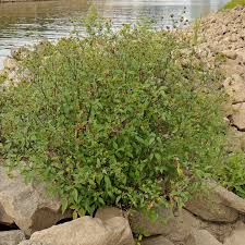 Attēlu rezultāti vaicājumam “Bidens frondosa fruit”