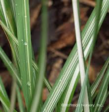 Attēlu rezultāti vaicājumam “Calamagrostis canescens leaf”