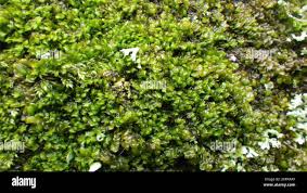 Attēlu rezultāti vaicājumam “Jungermanniopsida”