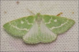 Attēlu rezultāti vaicājumam “Thetidia smaragdaria”