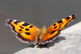 Attēlu rezultāti vaicājumam “Nymphalis xanthomelas underside”