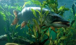 Image result for Esox masquinongy