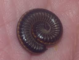 Attēlu rezultāti vaicājumam “Ommatoiulus sabulosus aimatopodus”