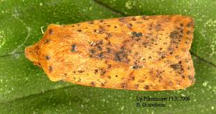 Attēlu rezultāti vaicājumam “Conistra rubiginea”