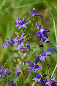 Attēlu rezultāti vaicājumam “Consolida regalis fruit”
