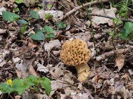 Attēlu rezultāti vaicājumam “Morchella esculenta”