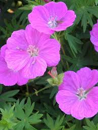 Attēlu rezultāti vaicājumam “Geranium sanguineum”