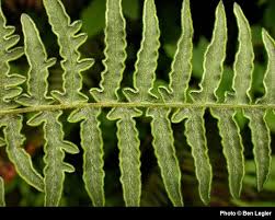 Attēlu rezultāti vaicājumam “Pteridium aquilinum”