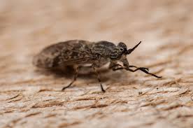 Attēlu rezultāti vaicājumam “Haematopota sp.”