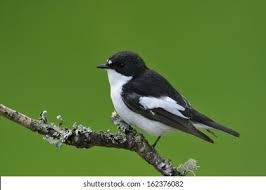 Attēlu rezultāti vaicājumam “Ficedula hypoleuca male”