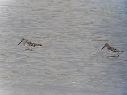 Attēlu rezultāti vaicājumam “Calidris falcinellus adult”