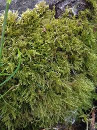 Attēlu rezultāti vaicājumam “Hypnum cupressiforme”