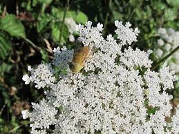 Attēlu rezultāti vaicājumam “Atylotus sp.”