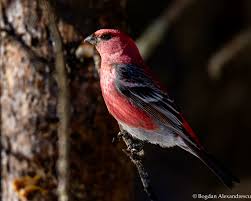 Attēlu rezultāti vaicājumam “Pinicola enucleator”