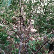 Attēlu rezultāti vaicājumam “Gymnosporangium sabinae”