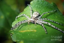 Attēlu rezultāti vaicājumam “Philodromus margaritatus”
