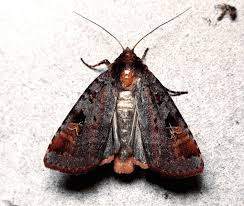 Attēlu rezultāti vaicājumam “Diarsia brunnea”