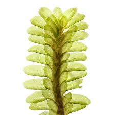 Attēlu rezultāti vaicājumam “Diplophyllum albicans”