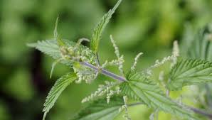 Attēlu rezultāti vaicājumam “Urtica dioica fruit”