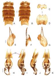 Attēlu rezultāti vaicājumam “Phosphaenus hemipterus”