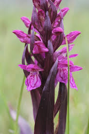 Attēlu rezultāti vaicājumam “Dactylorhiza cruenta flower”