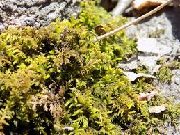 Attēlu rezultāti vaicājumam “Thuidium assimile”