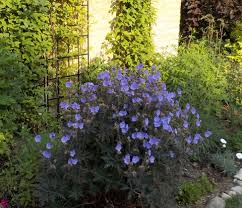Attēlu rezultāti vaicājumam “Geranium pratense”