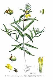 Attēlu rezultāti vaicājumam “Melampyrum pratense bud”