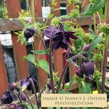 Image result for Aquilegia vulgaris