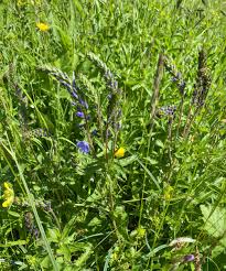 Image result for Veronica teucrium