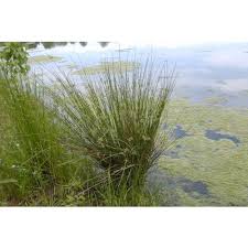 Attēlu rezultāti vaicājumam “Juncus effusus”