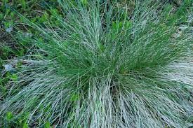 Attēlu rezultāti vaicājumam “Nardus stricta fruit”