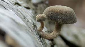 Attēlu rezultāti vaicājumam “Polyporus brumalis”