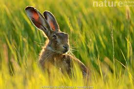 Attēlu rezultāti vaicājumam “Lepus europaeus”