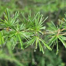 Attēlu rezultāti vaicājumam “Thecabius affinis imago”