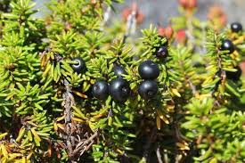 Attēlu rezultāti vaicājumam “Empetrum nigrum”